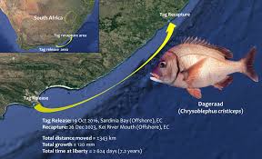 Image result for Chrysoblephus cristiceps