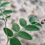 Attēlu rezultāti vaicājumam “Lathyrus niger”