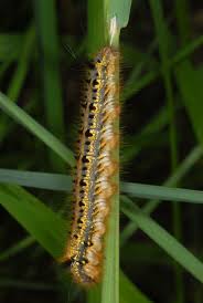 Attēlu rezultāti vaicājumam “Euthrix potatoria larva”