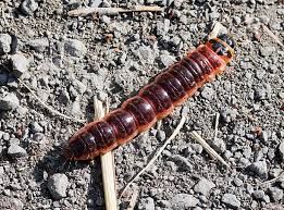 Attēlu rezultāti vaicājumam “Cossus cossus imago”