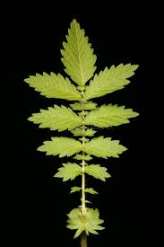 Attēlu rezultāti vaicājumam “Agrimonia eupatoria leaf”