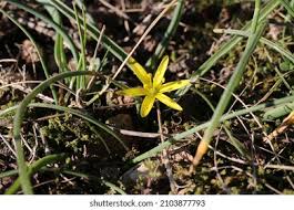 Attēlu rezultāti vaicājumam “Gagea pratensis flower”