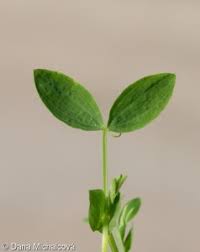 Attēlu rezultāti vaicājumam “Lathyrus pratensis fruit”