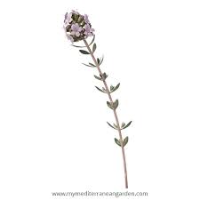 Image result for Thymus vulgaris