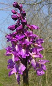 Attēlu rezultāti vaicājumam “Orchis mascula”