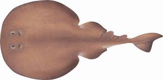 Image result for Tetronarce nobiliana