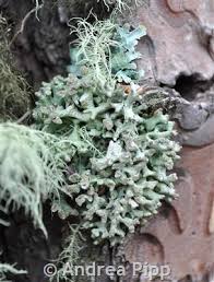 Attēlu rezultāti vaicājumam “Lignydium muscorum young”