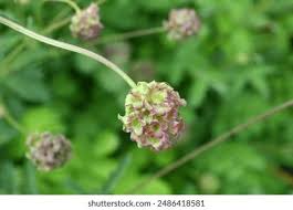 Attēlu rezultāti vaicājumam “Poterium sanguisorba flower”