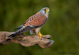 Attēlu rezultāti vaicājumam “Falco tinnunculus”