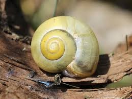 Attēlu rezultāti vaicājumam “Cepaea hortensis”