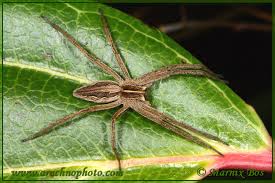 Attēlu rezultāti vaicājumam “Pisaura mirabilis female”