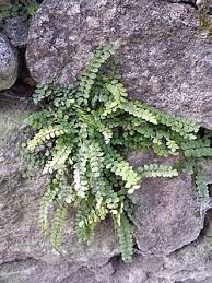 Attēlu rezultāti vaicājumam “Asplenium trichomanes”