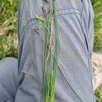 Attēlu rezultāti vaicājumam “Schoenus ferrugineus flower”