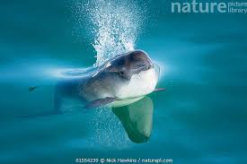 Image result for Phocoena phocoena