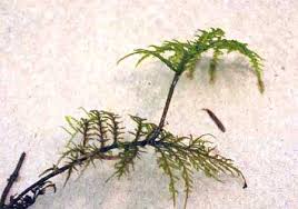 Attēlu rezultāti vaicājumam “Hylocomium splendens”