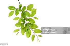 Attēlu rezultāti vaicājumam “Carpinus betulus leaf”