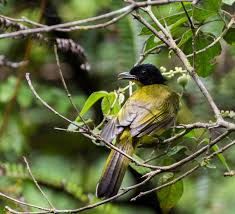 Image result for Melanocorypha yeltoniensis