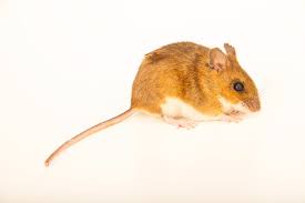 Attēlu rezultāti vaicājumam “Apodemus flavicollis”