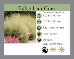 Attēlu rezultāti vaicājumam “Deschampsia cespitosa”