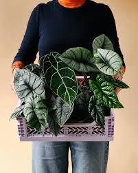 Attēlu rezultāti vaicājumam “Trichia erecta stalked”