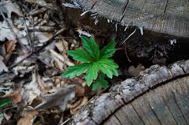 Attēlu rezultāti vaicājumam “Cardamine bulbifera leaf”
