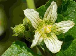 Attēlu rezultāti vaicājumam “Bryonia alba leaf”