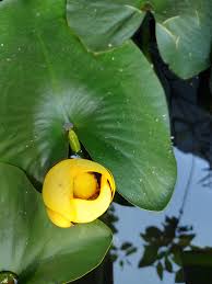 Attēlu rezultāti vaicājumam “Nuphar lutea flower”