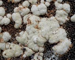 Attēlu rezultāti vaicājumam “Hypocrea pulvinata”