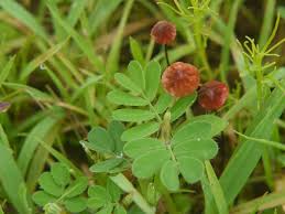 Attēlu rezultāti vaicājumam “Marasmius sp.”