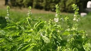 Attēlu rezultāti vaicājumam “Hesperis matronalis bud”
