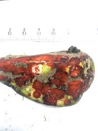 Attēlu rezultāti vaicājumam “Hildenbrandia rivularis”