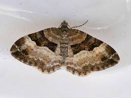 Attēlu rezultāti vaicājumam “Xanthorhoe biriviata”