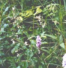 Attēlu rezultāti vaicājumam “Epipactis palustris leaf”