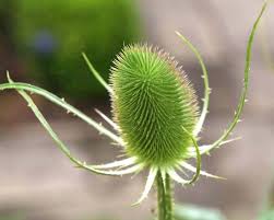 Attēlu rezultāti vaicājumam “Dipsacus fullonum flower”