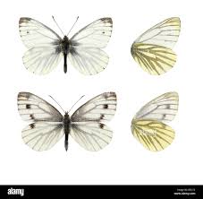 Attēlu rezultāti vaicājumam “Pieris napi”