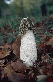 Attēlu rezultāti vaicājumam “Phallus impudicus”