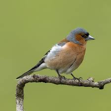 Attēlu rezultāti vaicājumam “Fringilla coelebs”