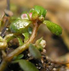 Attēlu rezultāti vaicājumam “Elatinaceae”