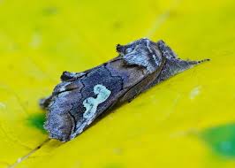 Attēlu rezultāti vaicājumam “Diloba caeruleocephala”