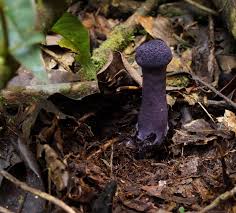 Attēlu rezultāti vaicājumam “Cortinarius violaceus”