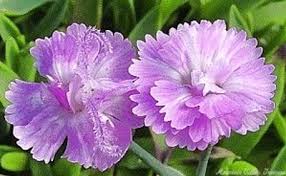 Image result for Dianthus gratianopolitanus