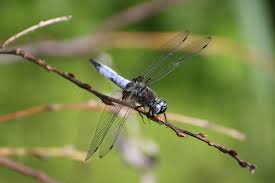 Attēlu rezultāti vaicājumam “Libellula fulva”