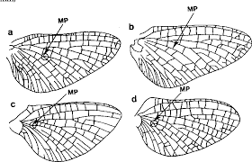 Attēlu rezultāti vaicājumam “Siphlonurus”
