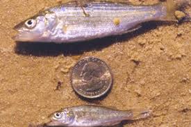 Image result for Morone saxatilis