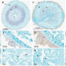 Attēlu rezultāti vaicājumam “Lasioptera rubi larva”
