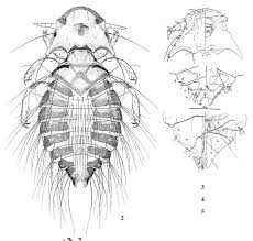 Attēlu rezultāti vaicājumam “Licea chelonoides sessile”