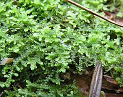 Attēlu rezultāti vaicājumam “Lepidozia reptans”