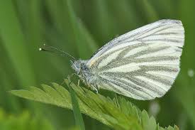 Attēlu rezultāti vaicājumam “Pieris napi”