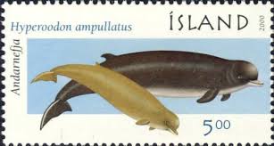 Image result for Hyperoodon ampullatus