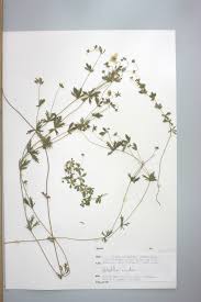 Attēlu rezultāti vaicājumam “Potentilla erecta”